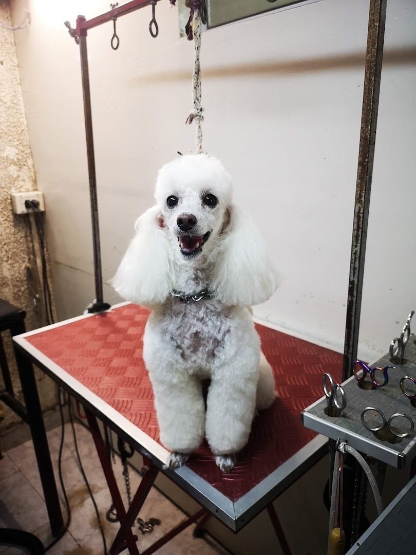 Caniche blanco sonriendo sobre la mesa roja de la peluquería, con las tijeras colgadas al lado