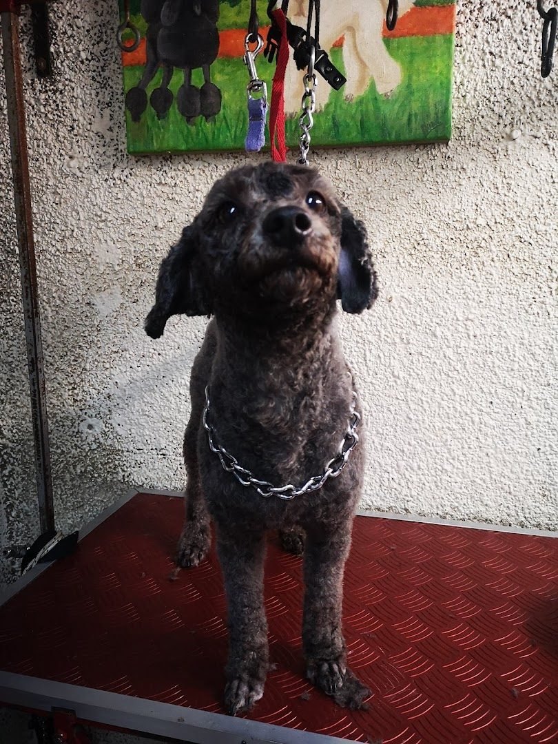 Caniche gris recién peluqueado mirando hacia arriba sobre la mesa roja