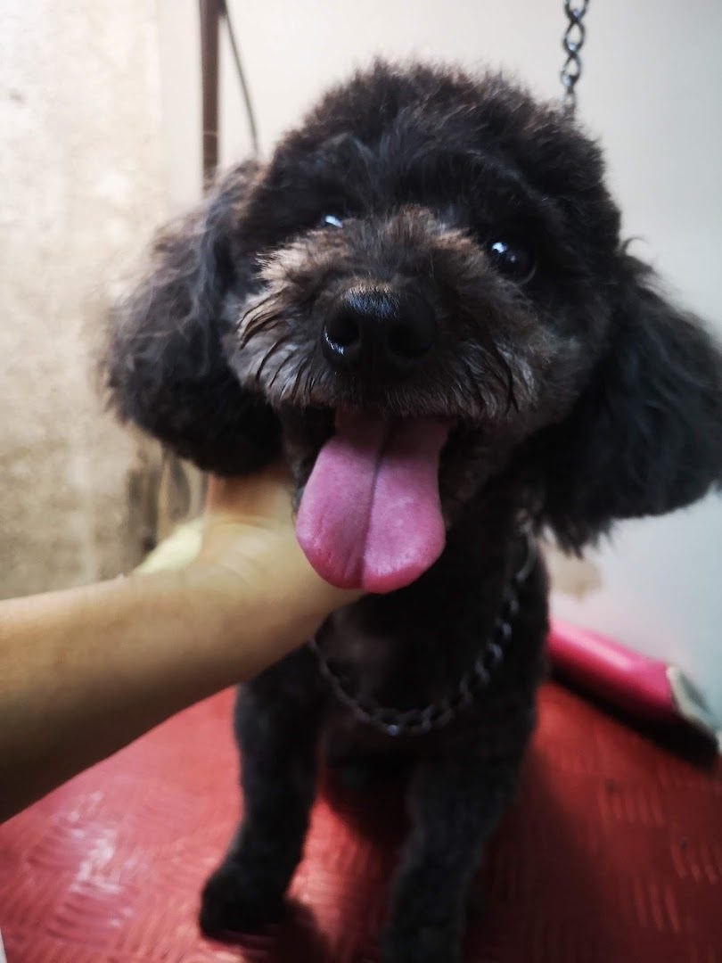 Caniche negro con la lengua afuera, sostenido con cariño por la peluquera