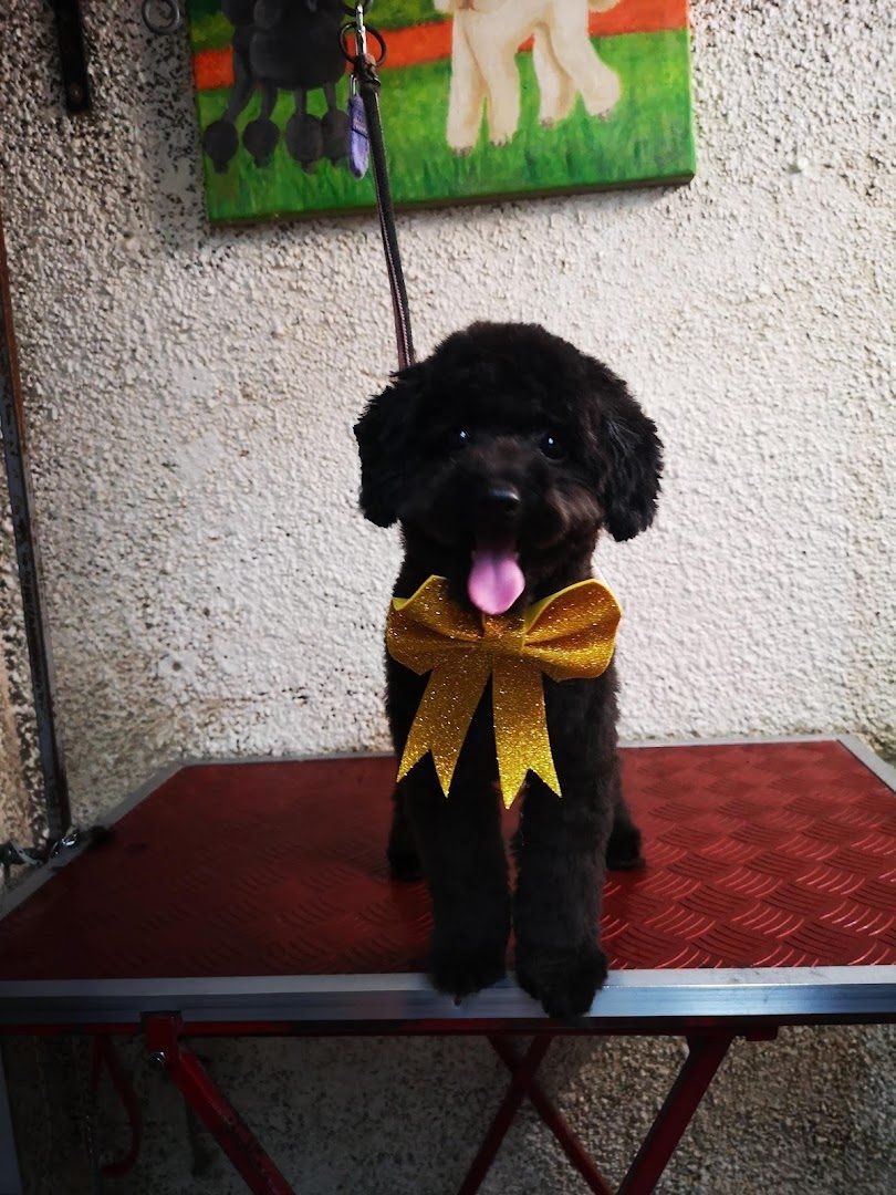 Caniche negro con un moño dorado de glitter, parado sobre la mesa roja de la peluquería canina