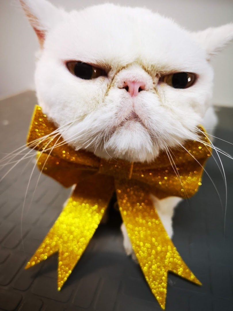 Gato blanco de cara chata con un moño dorado de glitter después del baño en la peluquería felina