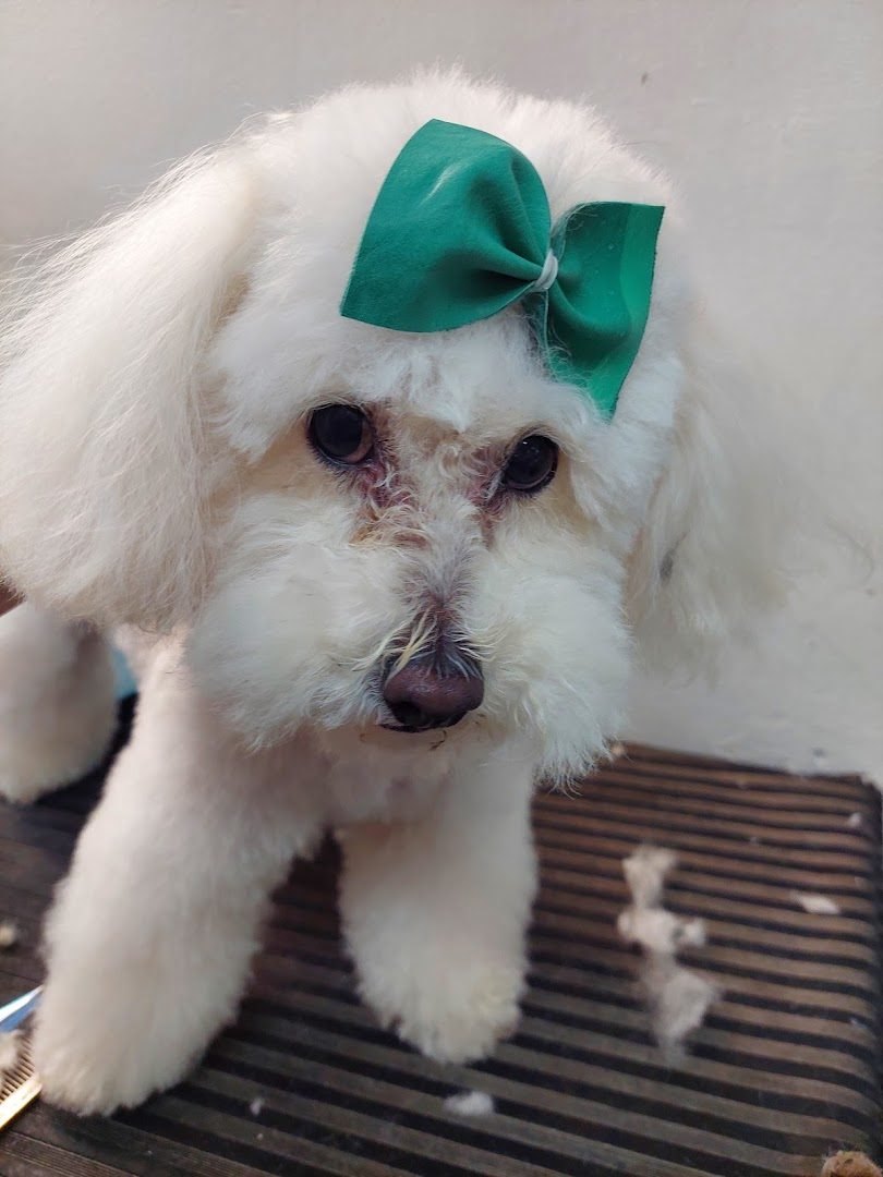Perrito blanco recién peluqueado con un moño verde sobre la mesa de la peluquería
