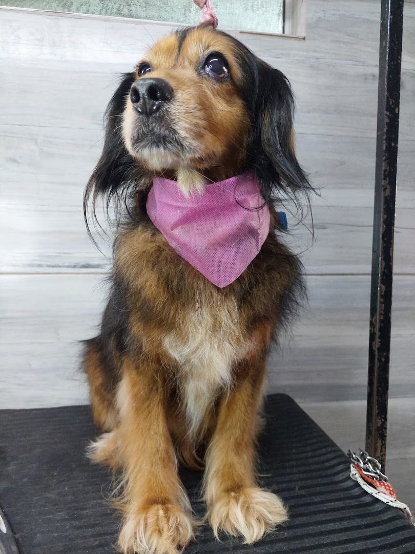 Perro mestizo marrón y negro con un pañuelo rosa, sentado y atento