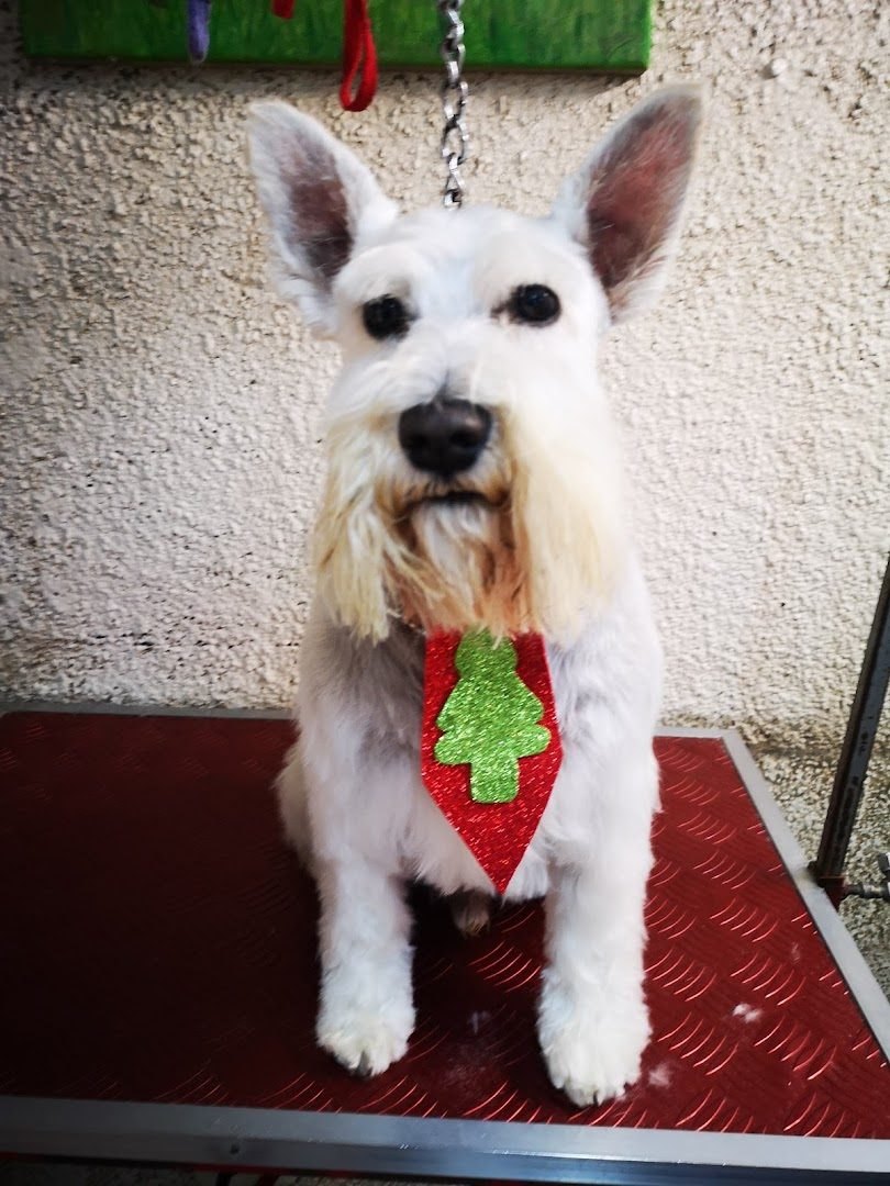 Schnauzer blanco con una corbata roja con arbolito de glitter, sentado en la mesa de la peluquería
